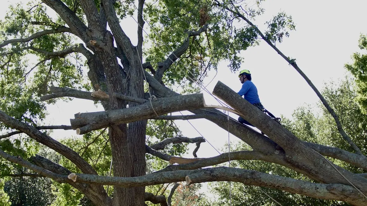 Professional Hazardous Tree Removal performed by certified arborists in Saint Joseph